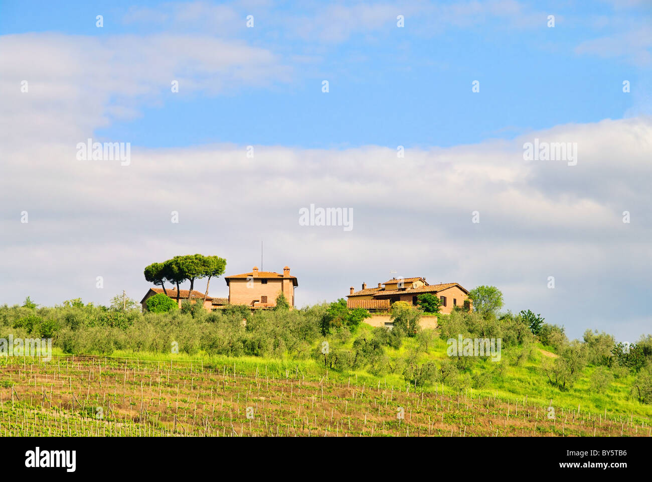 Toskana Weingut - Tuscany Weinberg 01 Stockfoto