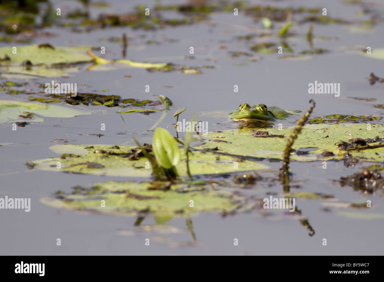 Green Bull Frosch im Teich unter den Seerosen. Stockfoto