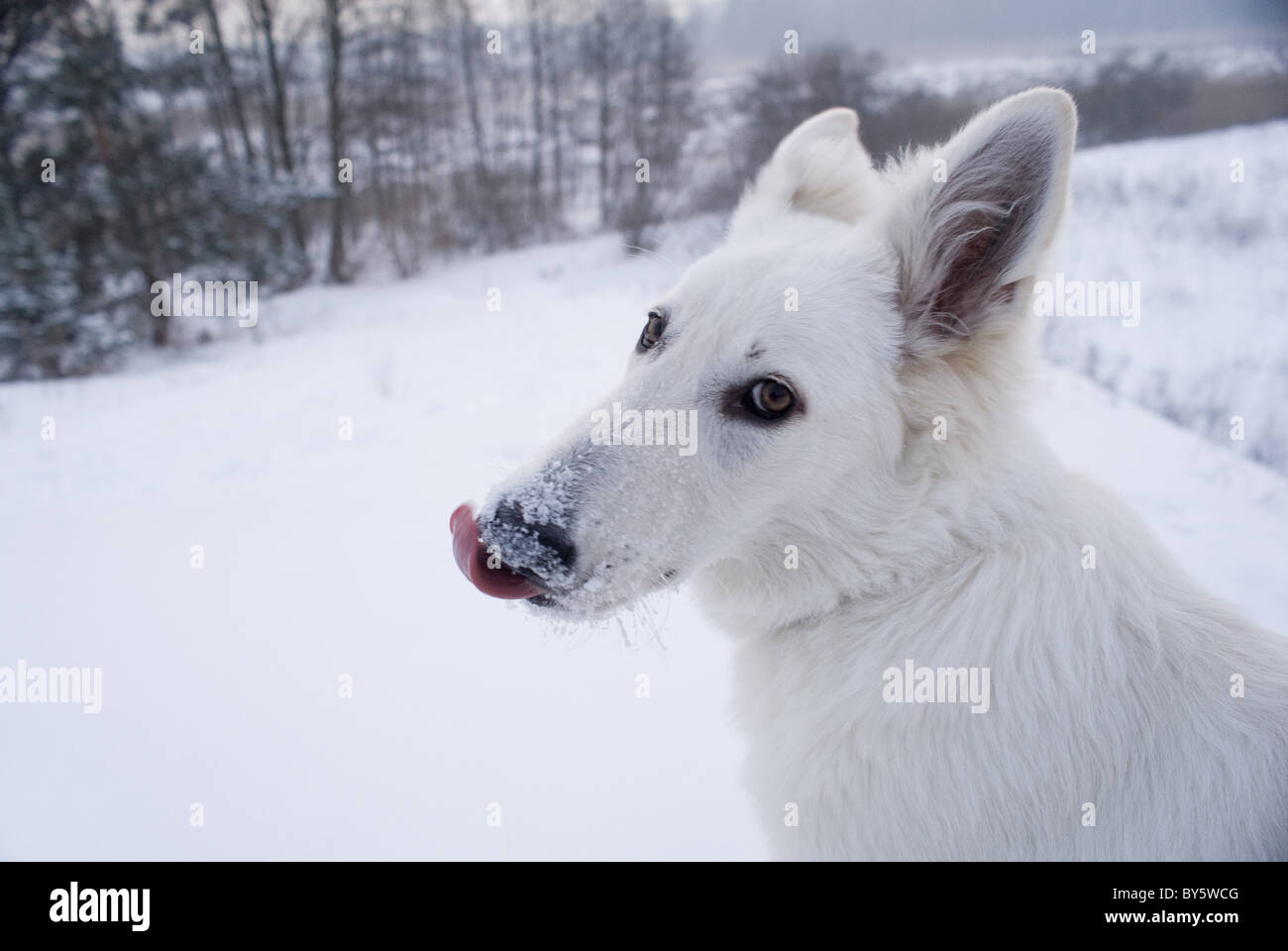 Die Fotografie der Berger Blanc Suisse (Synonym von weißen Schäferhund) im Schnee. Stockfoto