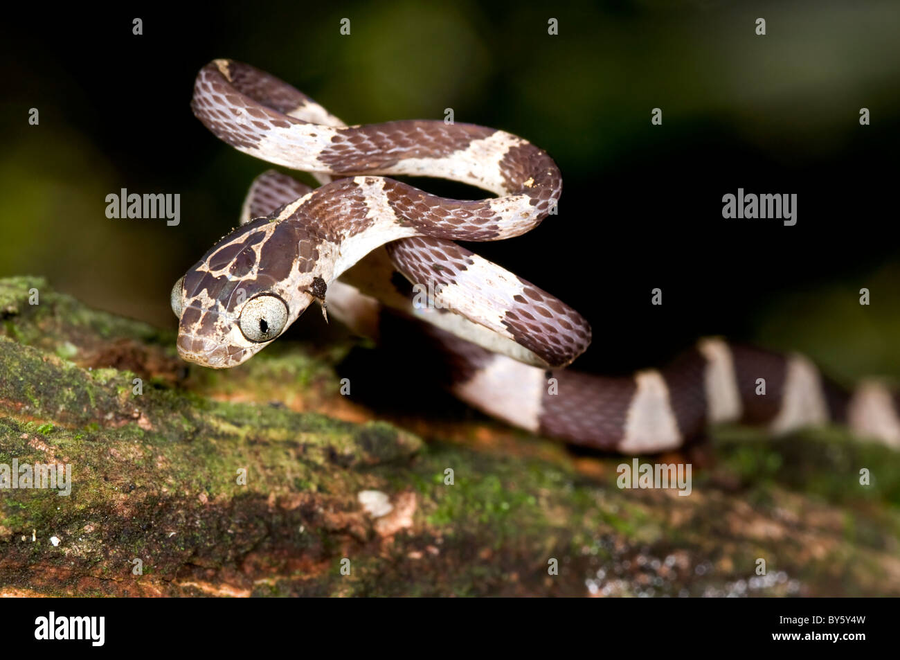 Kleine "Imantodes Cenchoa" Schlange aus ecuador Stockfoto