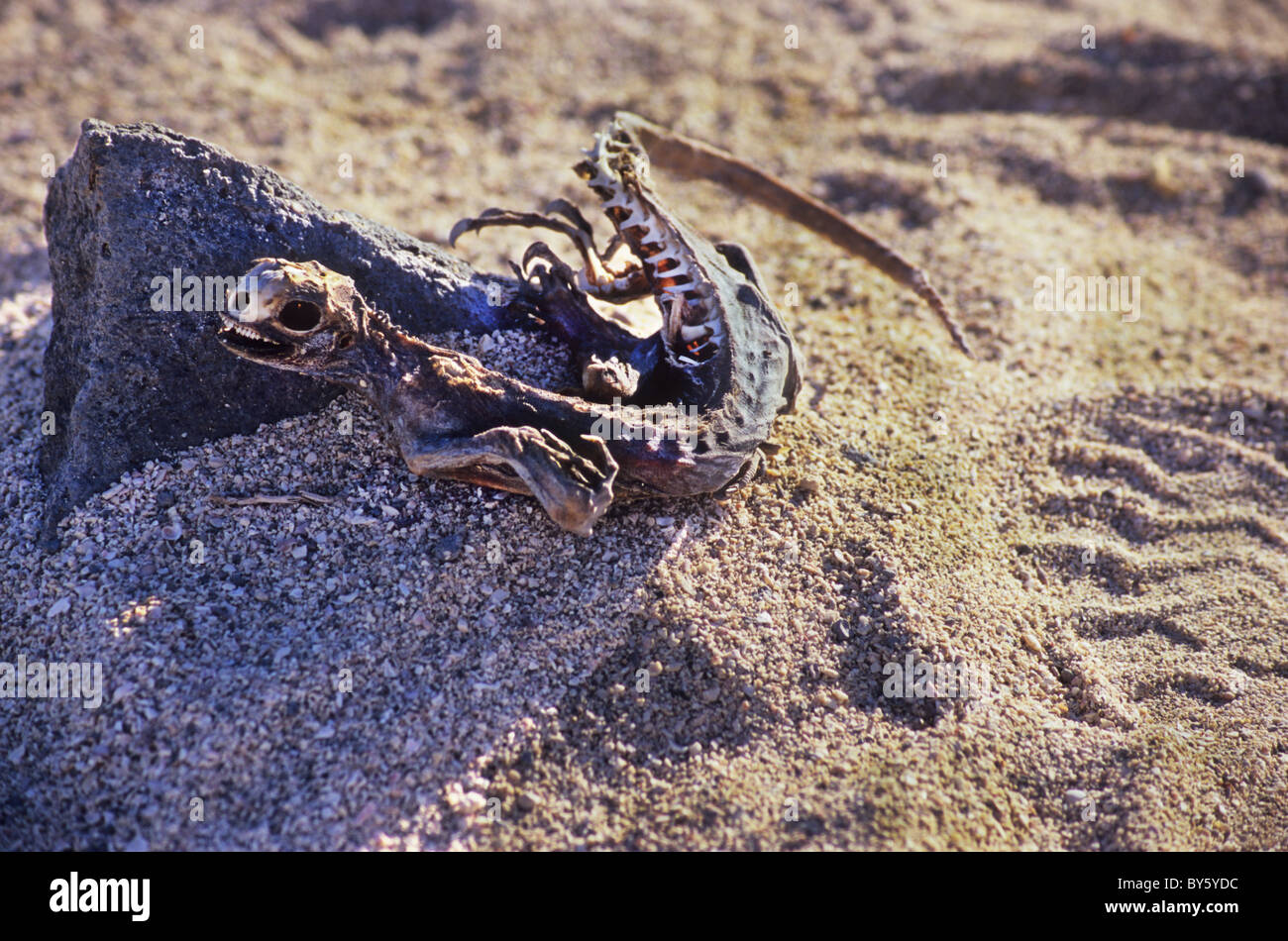 Skelettreste von Marine Iguana. Erstaunliche Sehenswürdigkeiten und Landschaften auf den Galapagos Inseln Stockfoto
