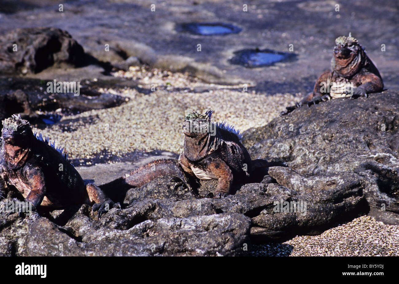 Große marine Iguana sitzen auf dem Vorland. Erstaunliche Sehenswürdigkeiten und Landschaften auf den Galapagos Inseln Stockfoto