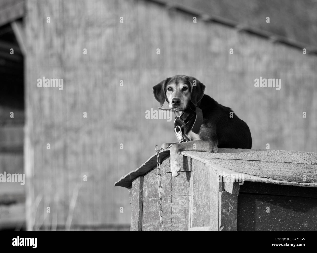 Hofhund liegend auf Hundehütte, schwarz / weiß Stockfoto