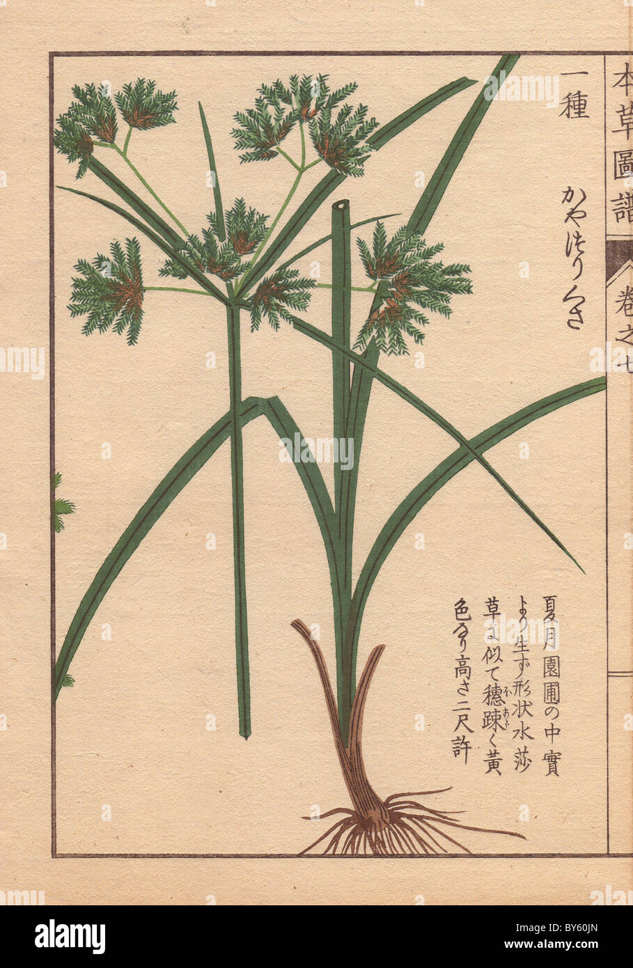 Wurzeln, Blätter und Blüten von Nutgrass Galangal, Cyperus Amuricus Max. Stockfoto