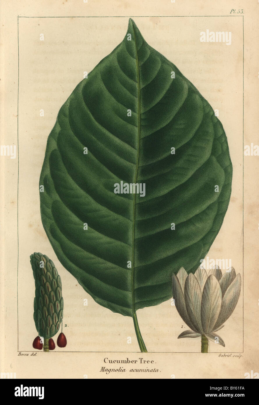 Blume, Blatt und Kegel der Gurke Baum, Magnolia acuminata. Stockfoto