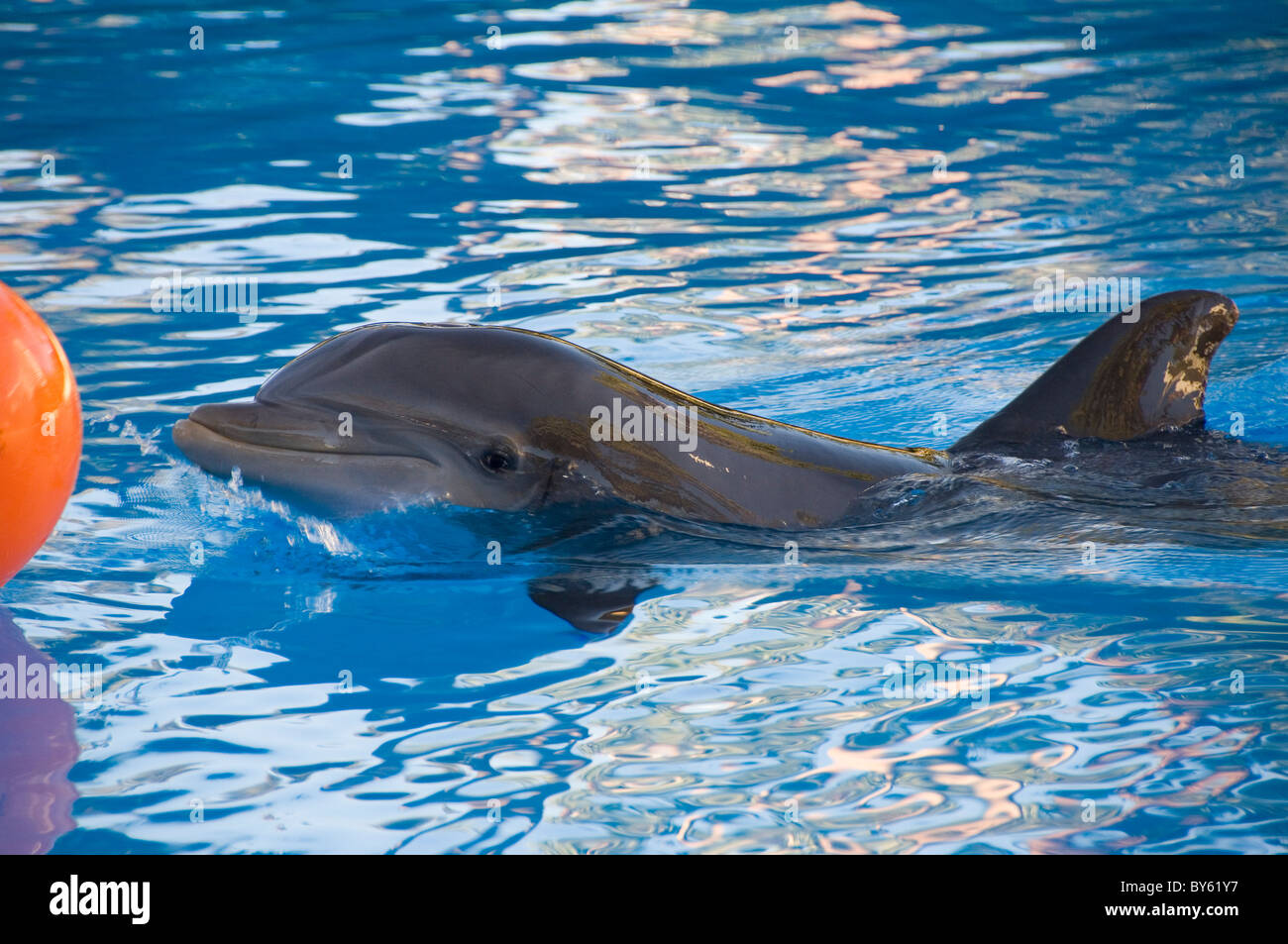 Delphin mit Orange Ball spielen Stockfoto