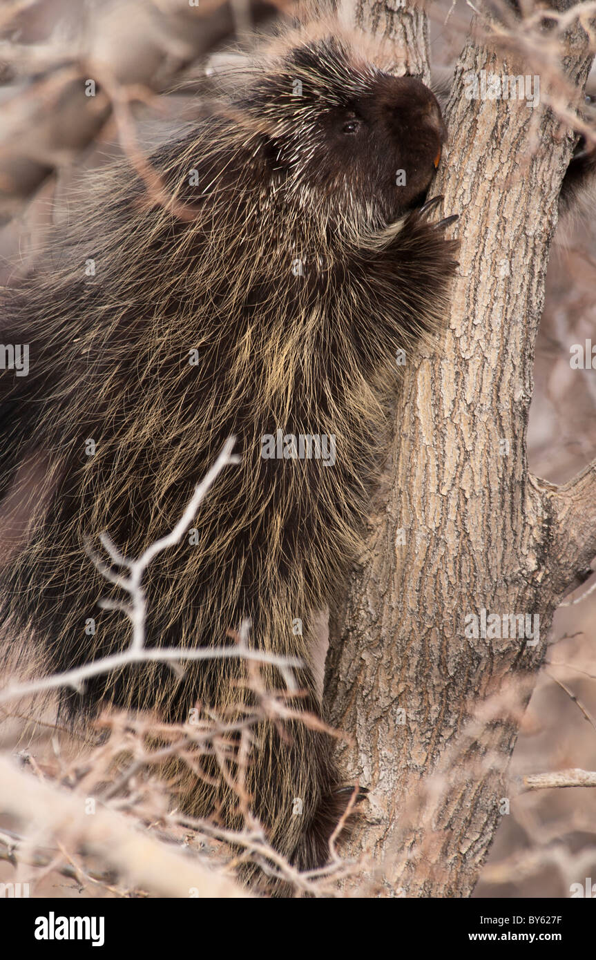 Stock Foto von einer Urson Pappel Baum klettern. Stockfoto