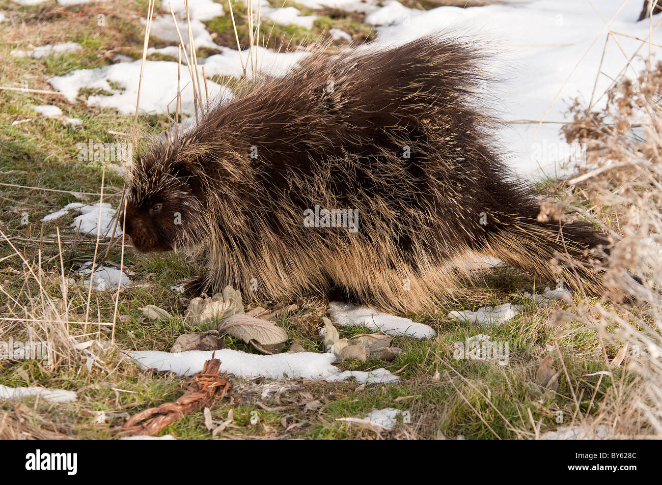 Stock Foto von einem Urson zu Fuß auf dem Rasen im Winter. Stockfoto