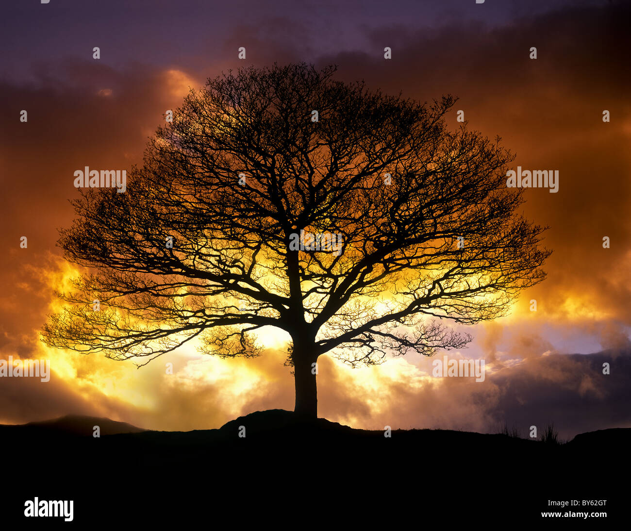 einzelne, Baum, Winter, Sonnenuntergang, Sturm, Drama, Farbe, Himmel, Seenplatte, bedrohlich, Silhouette, dunkel, Stockfoto