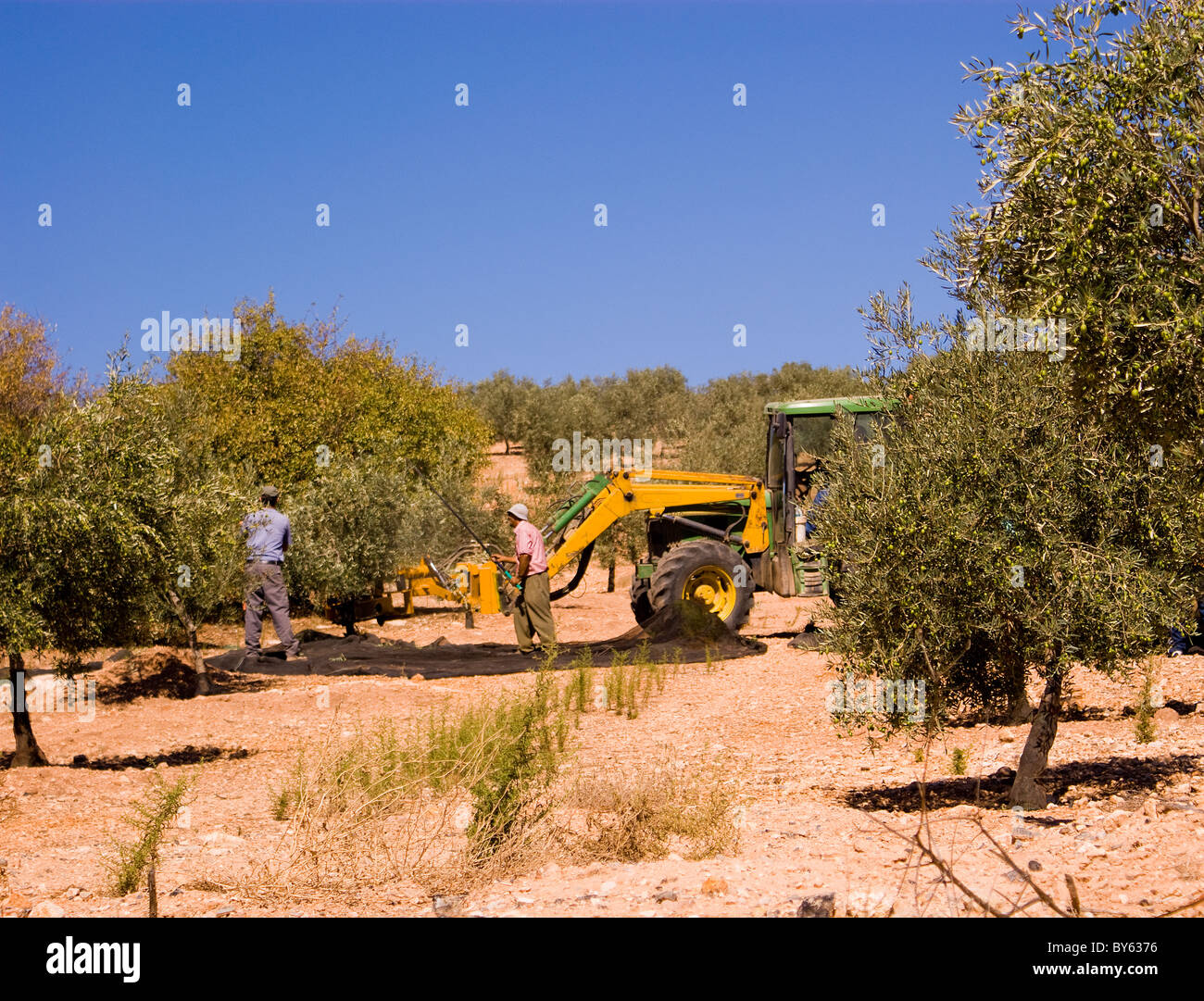 Drei Männer SAMMELN ODER DIE ERNTE VON OLIVEN IN EINEM OLIVENHAIN IN EINEM FELD IN DER NÄHE VON ANTEQUERA ANDALUSIEN SPANIEN MIT EINEM TRAKTOR Stockfoto