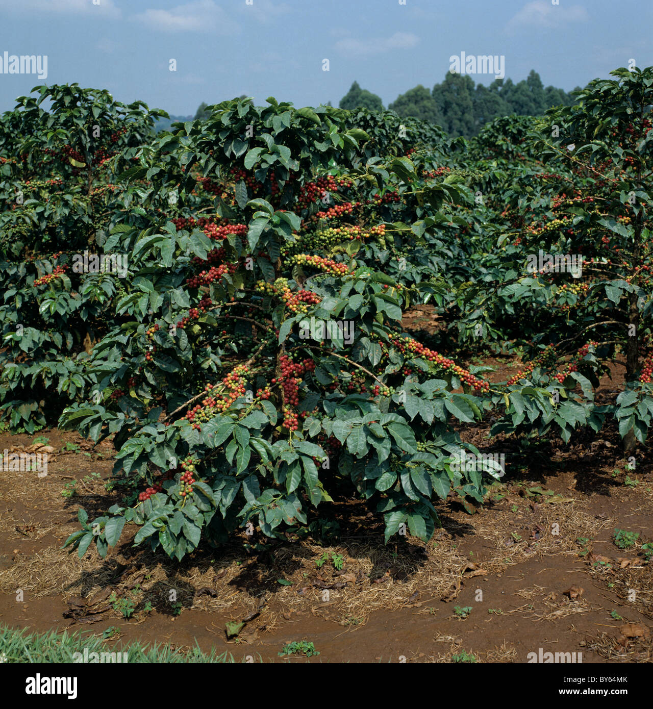 Schwer beladene Kaffee Strauch mit Reife und unreife Beeren und Kirschen, Nairobi, Kenia Stockfoto