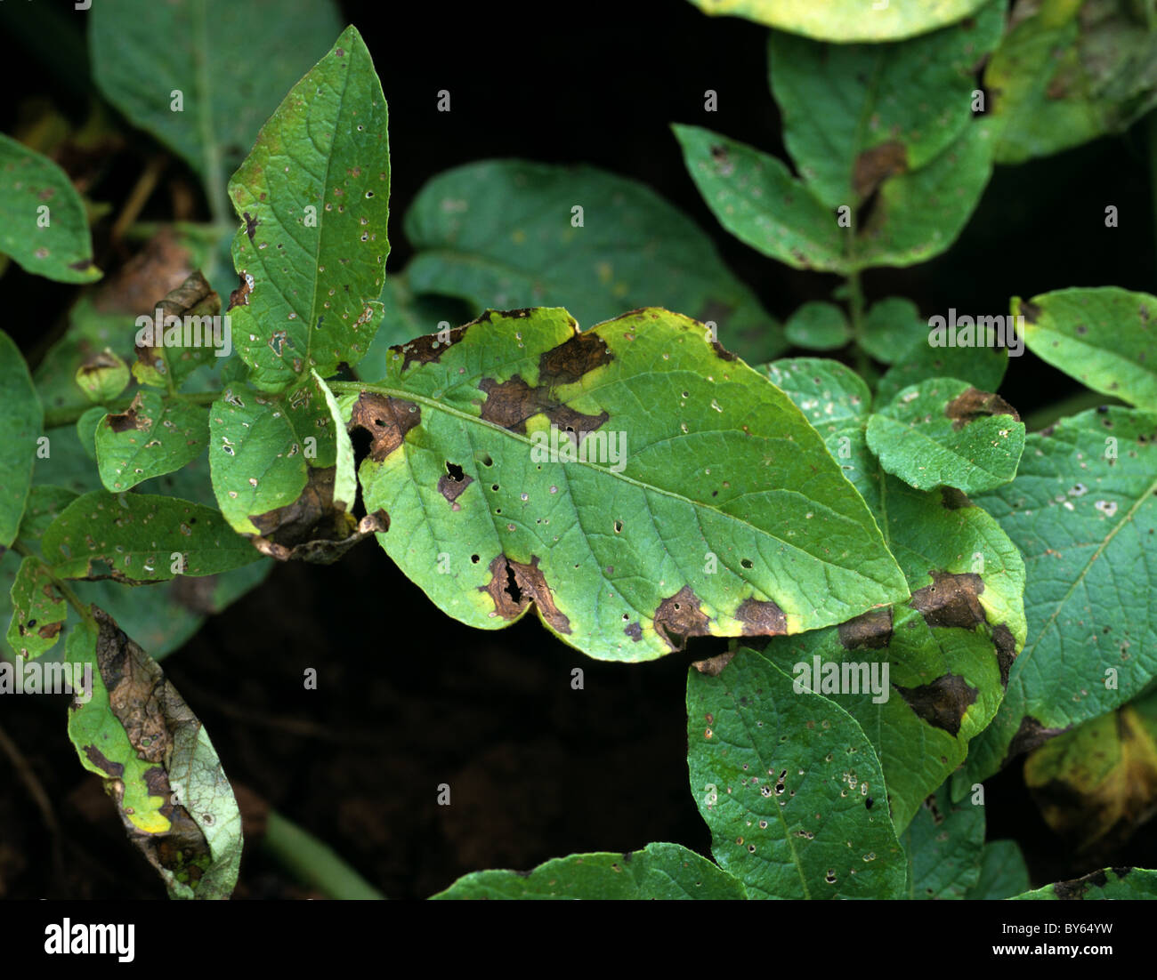 Kartoffel frühe Trockenfäule (Alternaria Alternata) vor Ort Zielläsionen auf einem Kartoffel-Blatt Stockfoto