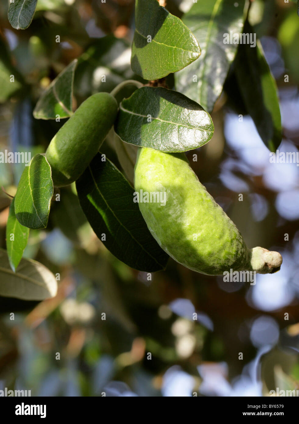 Ananas Guave oder Guavasteen, Acca Sellowiana Syn Feijoa Sellowiana, Myrtaceae. Unreife Früchte. Stockfoto