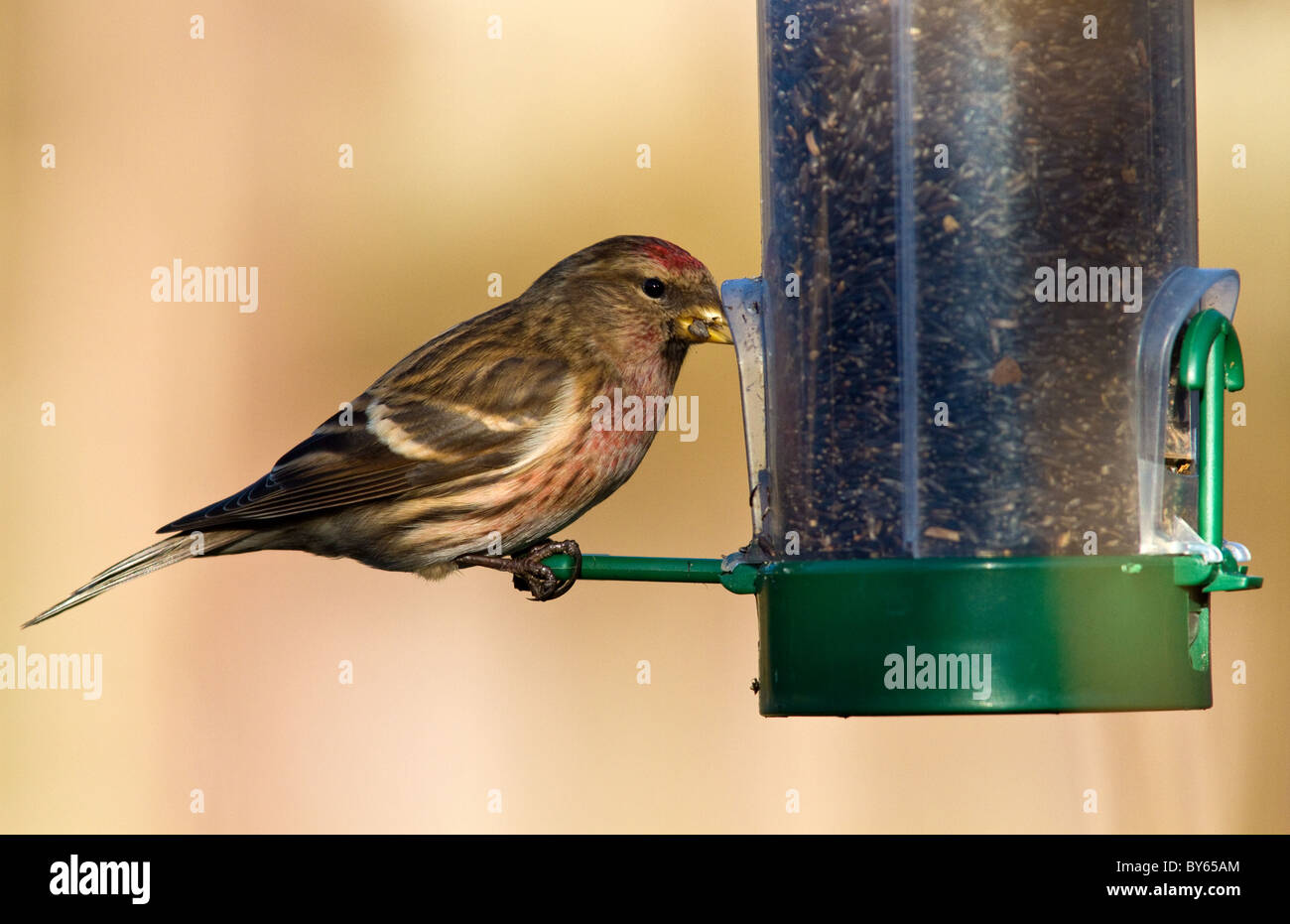 geringerer Redpoll (Zuchtjahr Kabarett) auf eine Niger-feeder Stockfoto