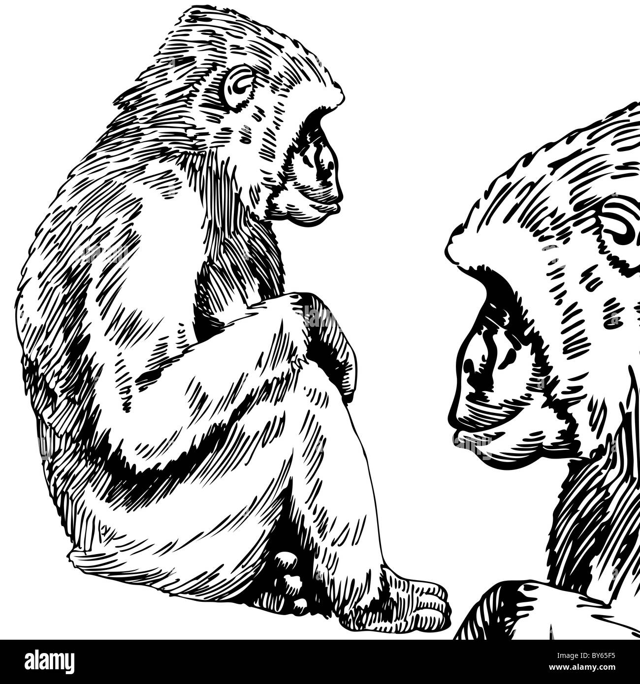 Hand gezeichnete Skizze eines Gorillas / Affe - schwarz und weiß