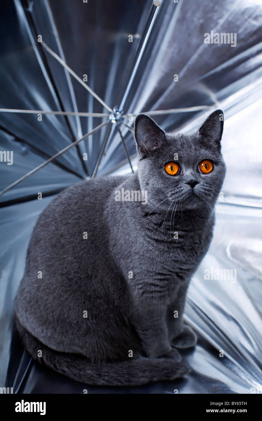 Junge schöne graue britische Katze sitzt in einem silbernen Schirm Stockfoto