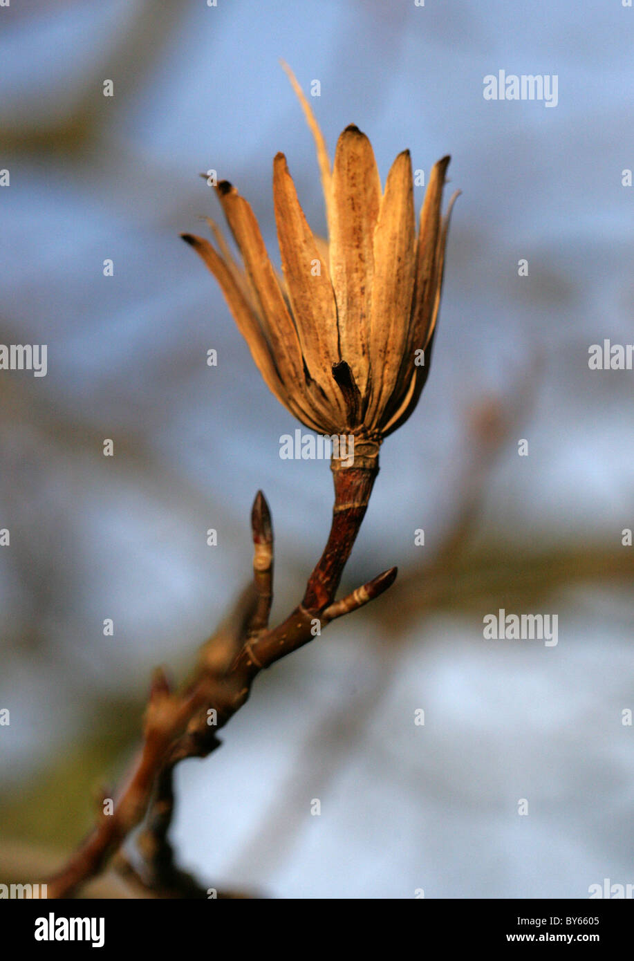 Tulpenbaum (Samenkapsel), Liriodendron Tulipifera, Magnoliaceae, North East USA, Nordamerika Stockfoto