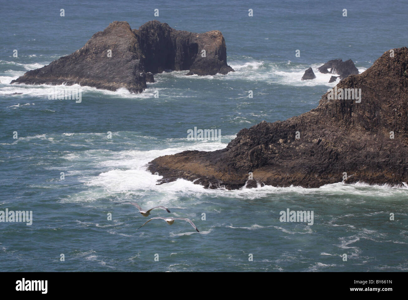 Möwen fliegen Klippen Oregon coast Trail Cape Falcon Oswald West State Park Stockfoto