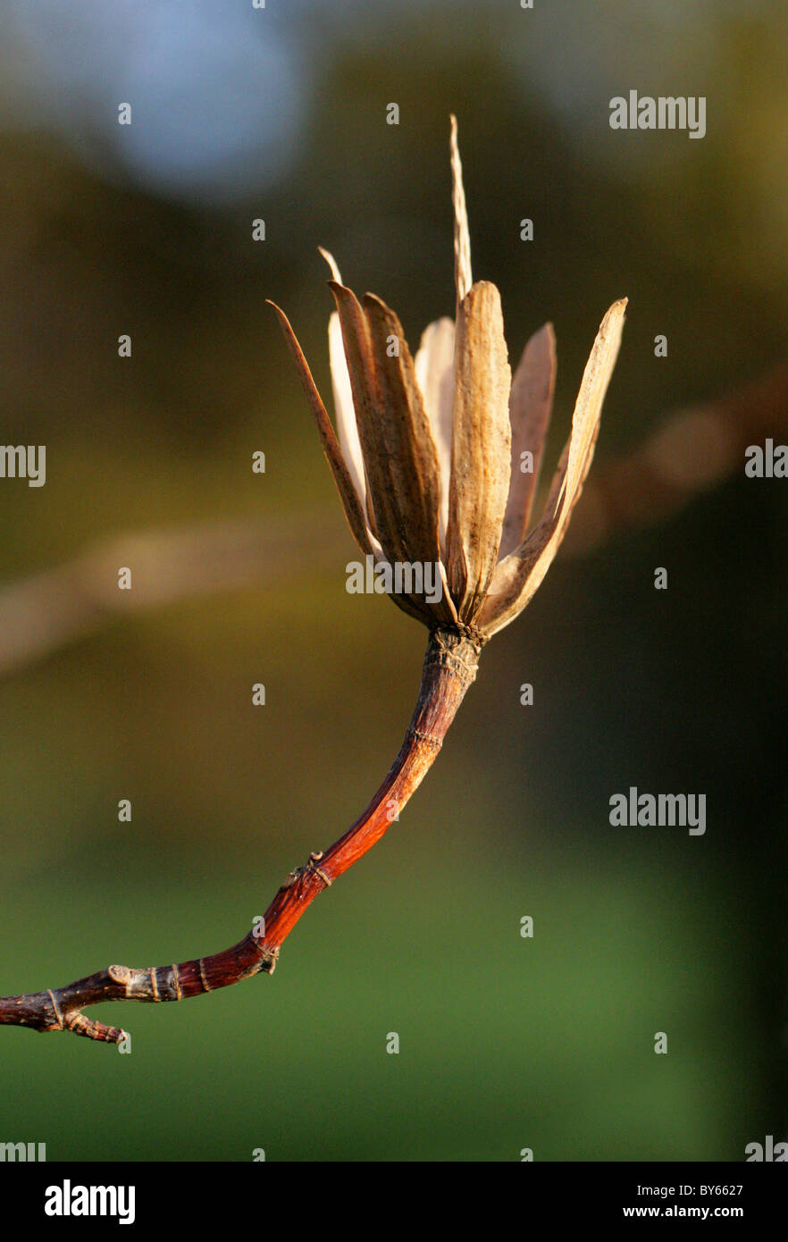 Tulpenbaum (Samenkapsel), Liriodendron Tulipifera, Magnoliaceae, North East USA, Nordamerika Stockfoto