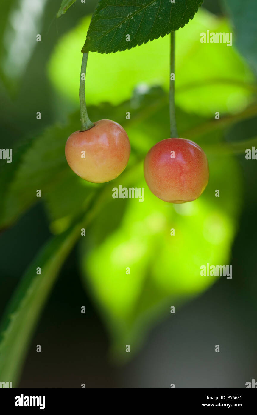 Frucht der Zierkirsche Baum Prunus 'Kanzan' Stockfoto