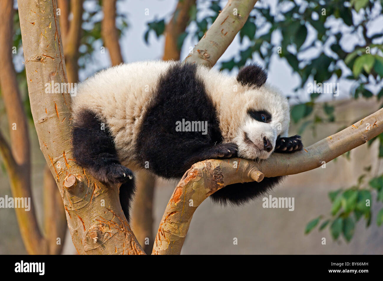 Junge Giant Panda Cub ruhen im Baum in Chengdu Research Base of Giant Panda Breeding, China. JMH4385 Stockfoto