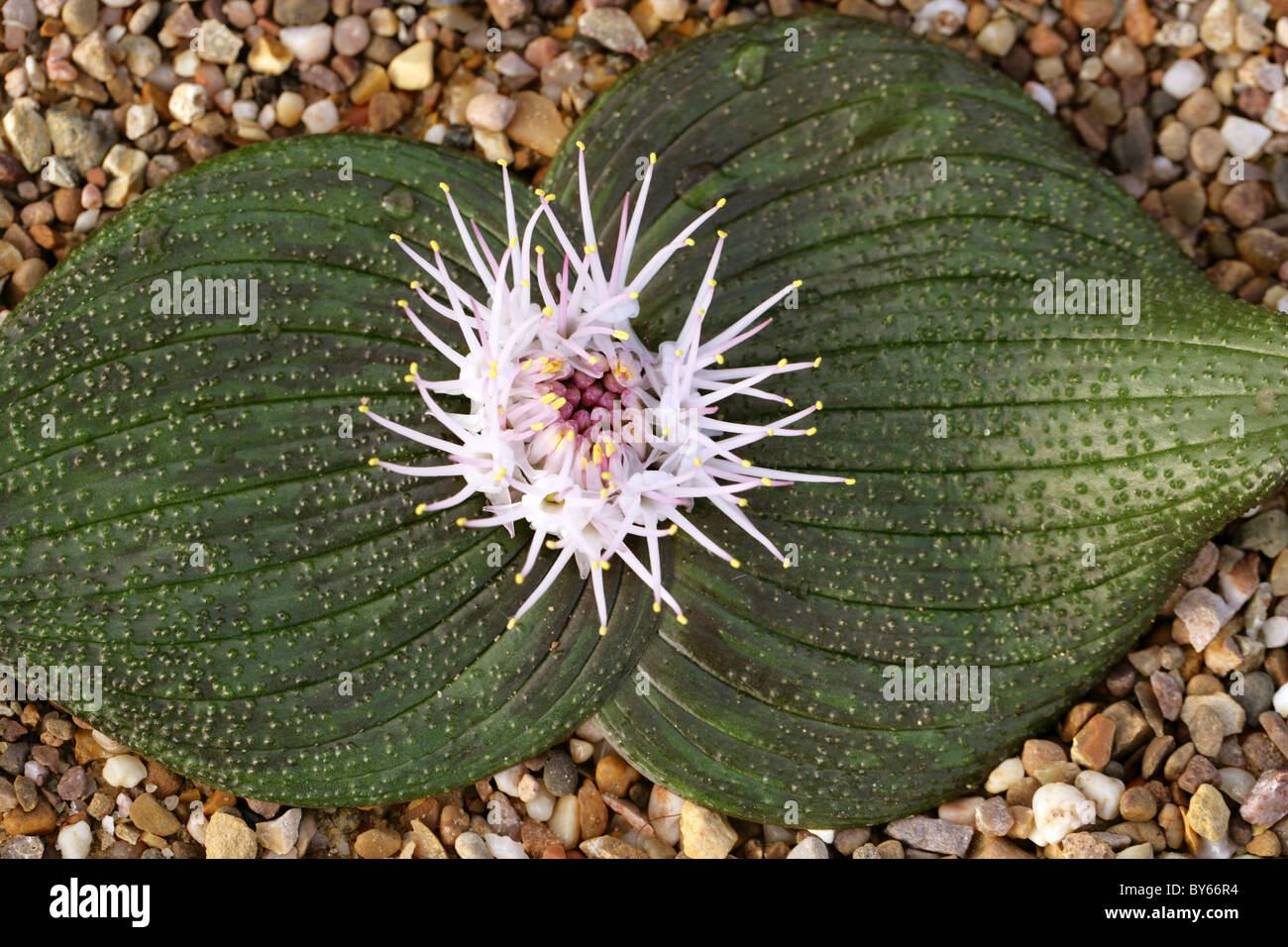 Abrahams Buch oder niederländischen Fußabdrücke Blume, Massonia Pustulata, Hyacinthaceae, Kapprovinz, Südafrika. Stockfoto