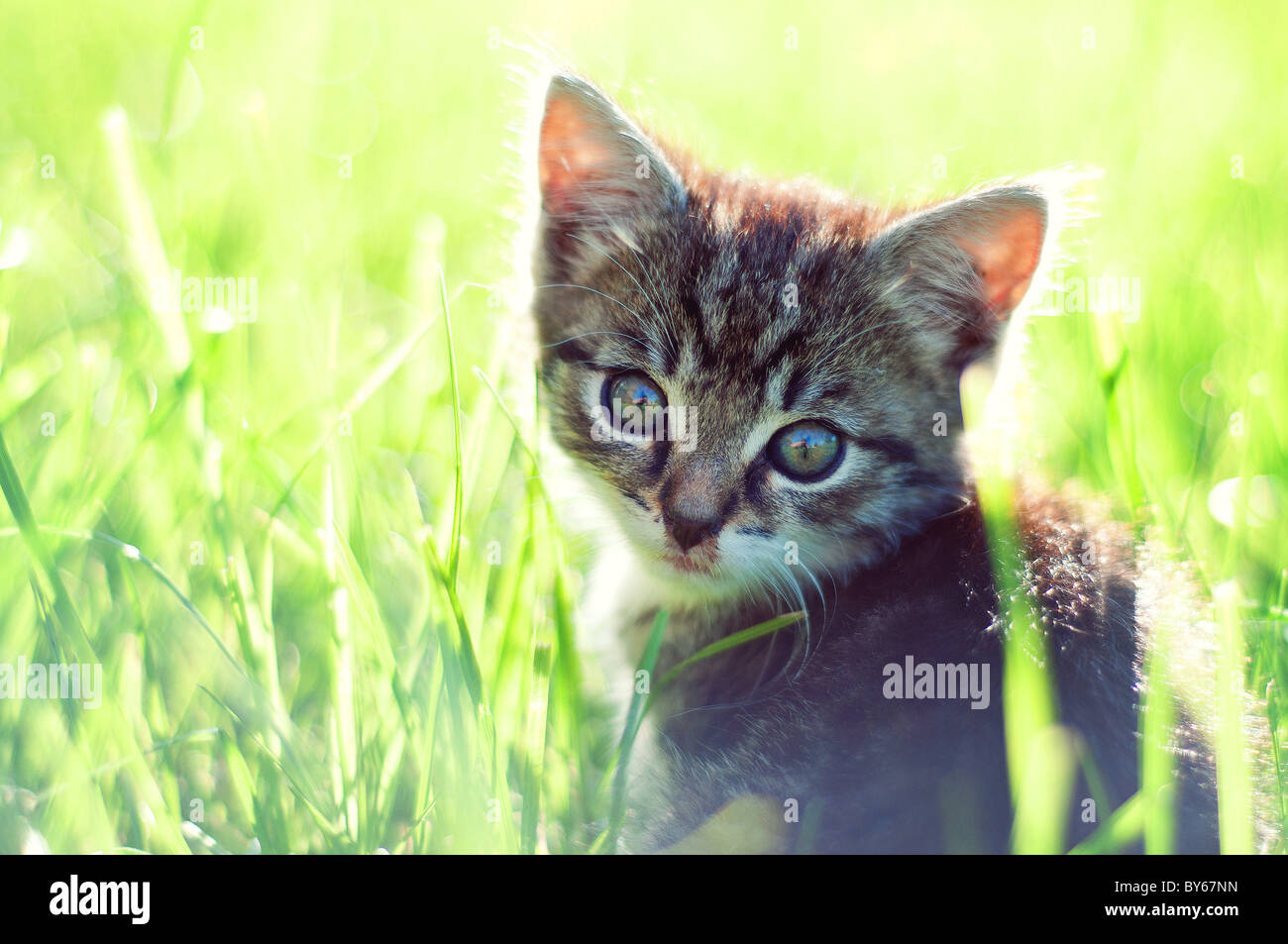 entzückende junge Katze auf der Wiese Stockfoto