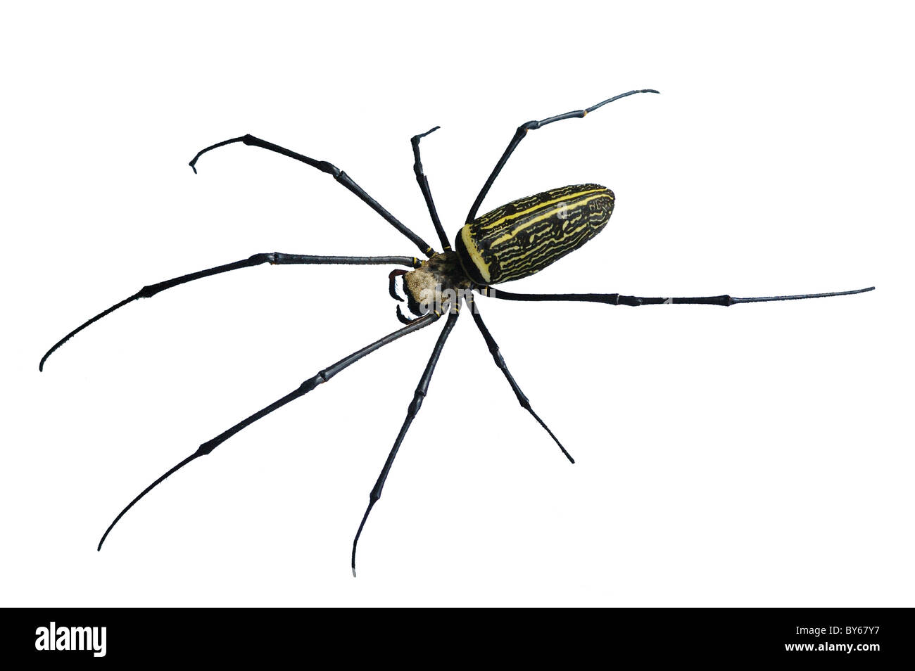 Geschnitten aus einer enormen Golden Orb-Weaver Spider im thailändischen Regenwald Stockfoto