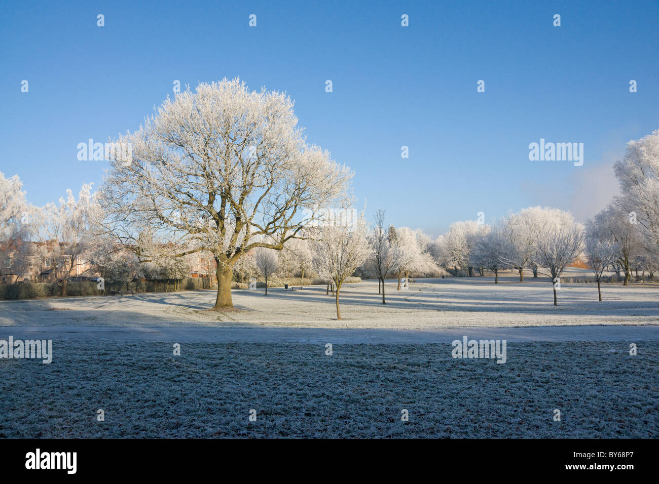 Bäume im Park fallen bei Frost, Wintersonne. Stockfoto