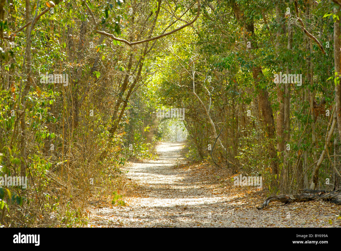 Pfad durch die Wälder von Ankarafantsika Nationalpark im Nordwesten Madagaskars. Stockfoto