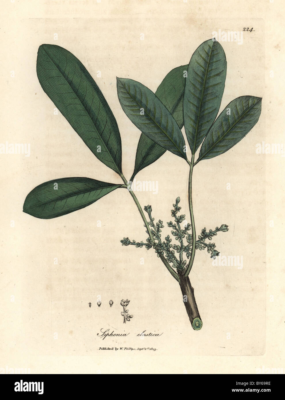 Blüten und Blätter von Indien Gummibaum, Hevea Brasiliensis elastische Harz Baum. Stockfoto