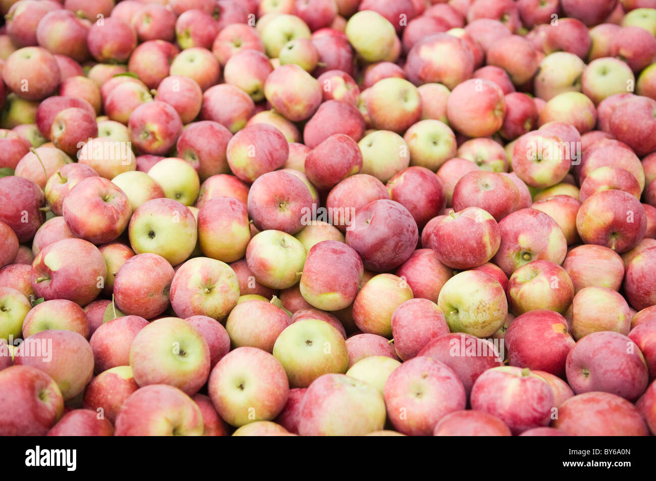 Große Kiste voller frisch gepflückt Äpfel Stockfoto