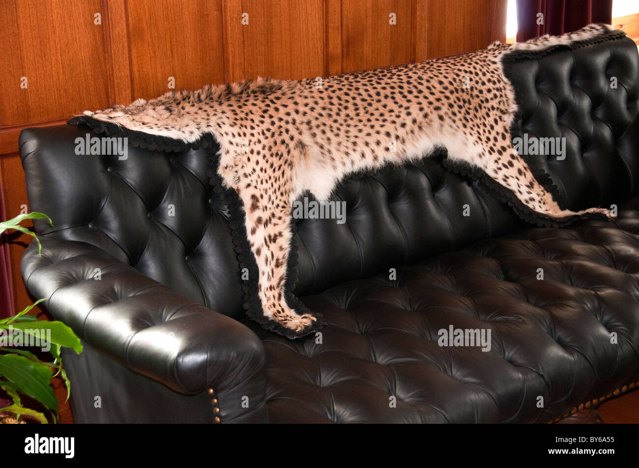 Trophäe, Gepard Fell auf Sofa. Stockfoto