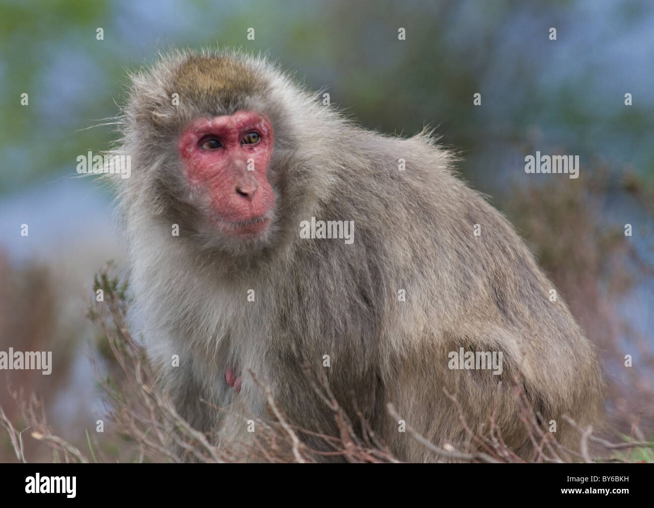 Schnee-Affe Stockfoto