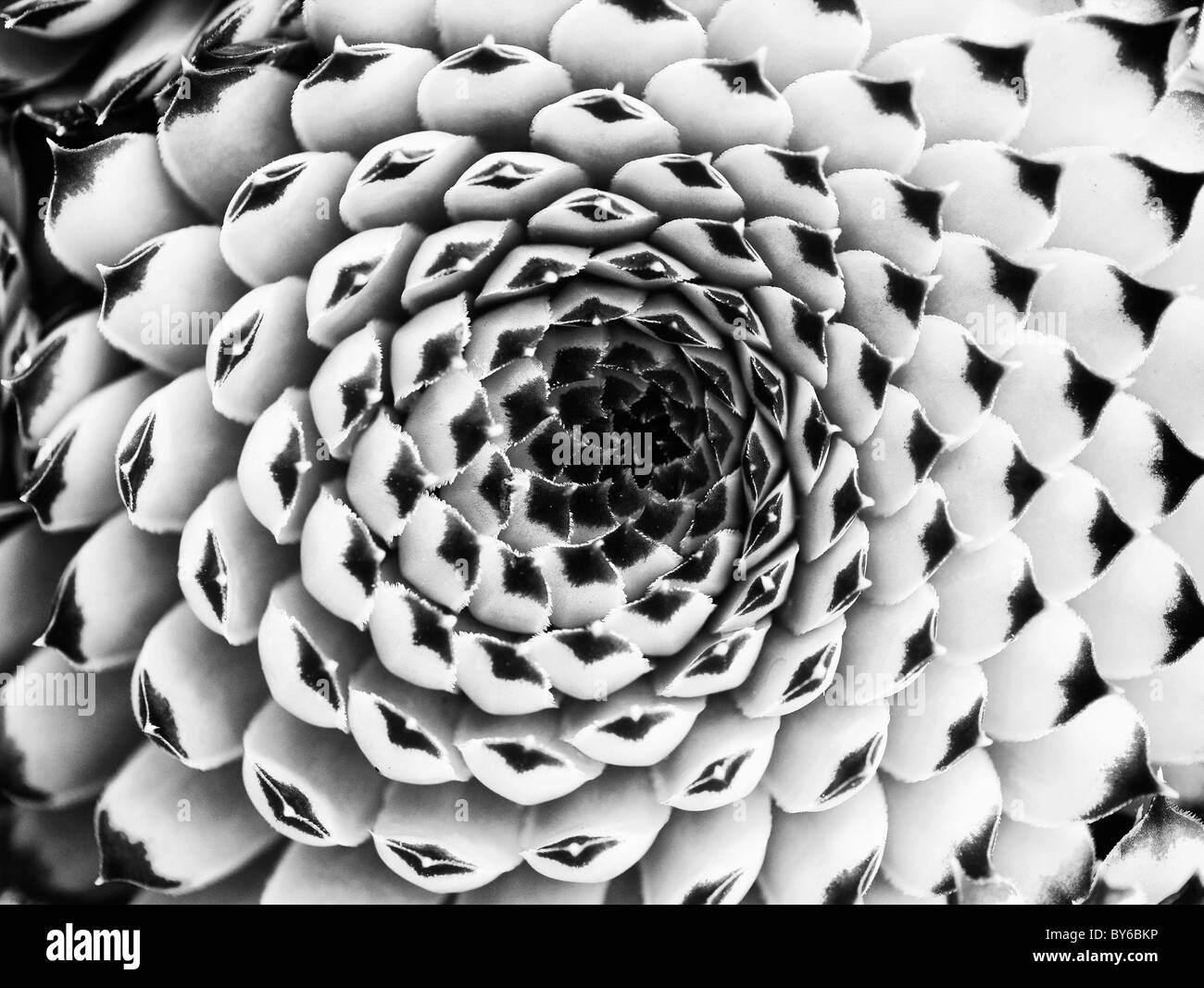 Sempervivum Calcareum "Extra". Hauswurz. Monochrom Stockfoto