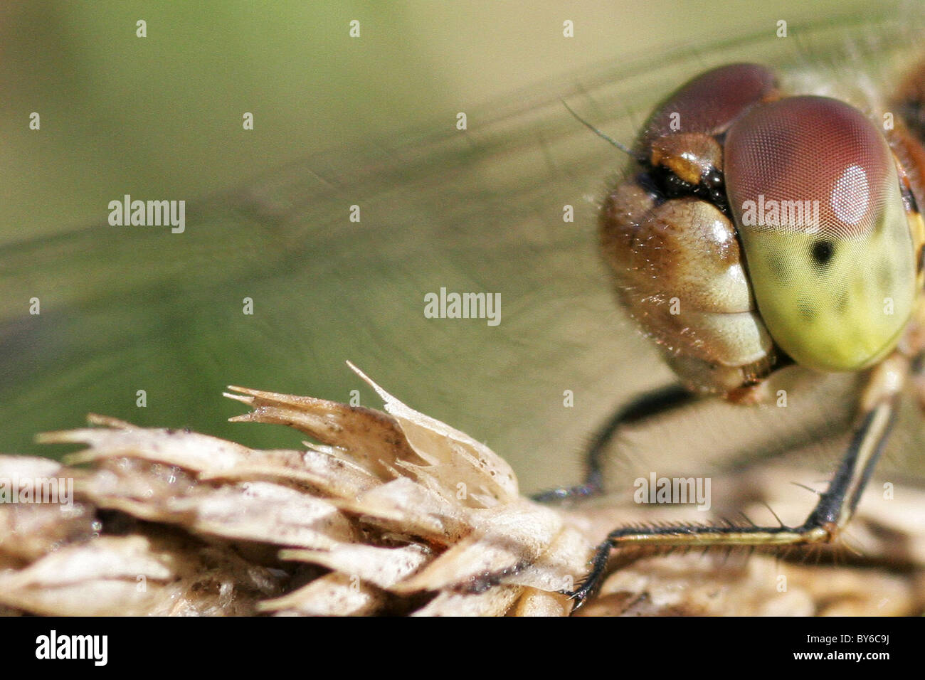Makroaufnahme einer weiblichen gemeinsame Darter Libelle (Sympetrum Striolatum). Stockfoto
