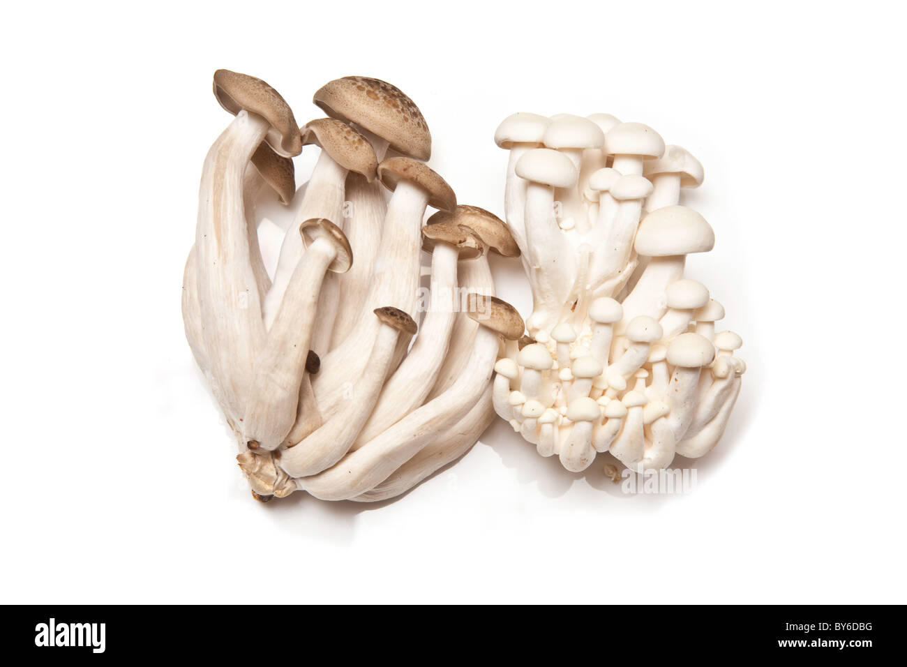 Chinesische Pilze, Hon Shimeji und Enoki isoliert auf einem weißen Studio-Hintergrund. Stockfoto