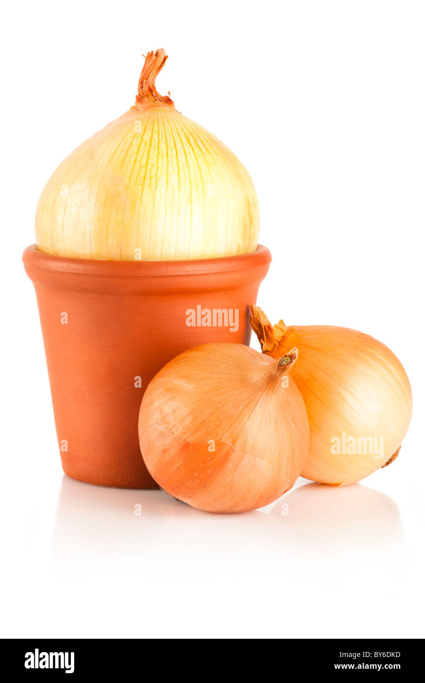 Zwiebeln wachsen in Terrakotta Blumentopf auf weißem Hintergrund Stockfoto