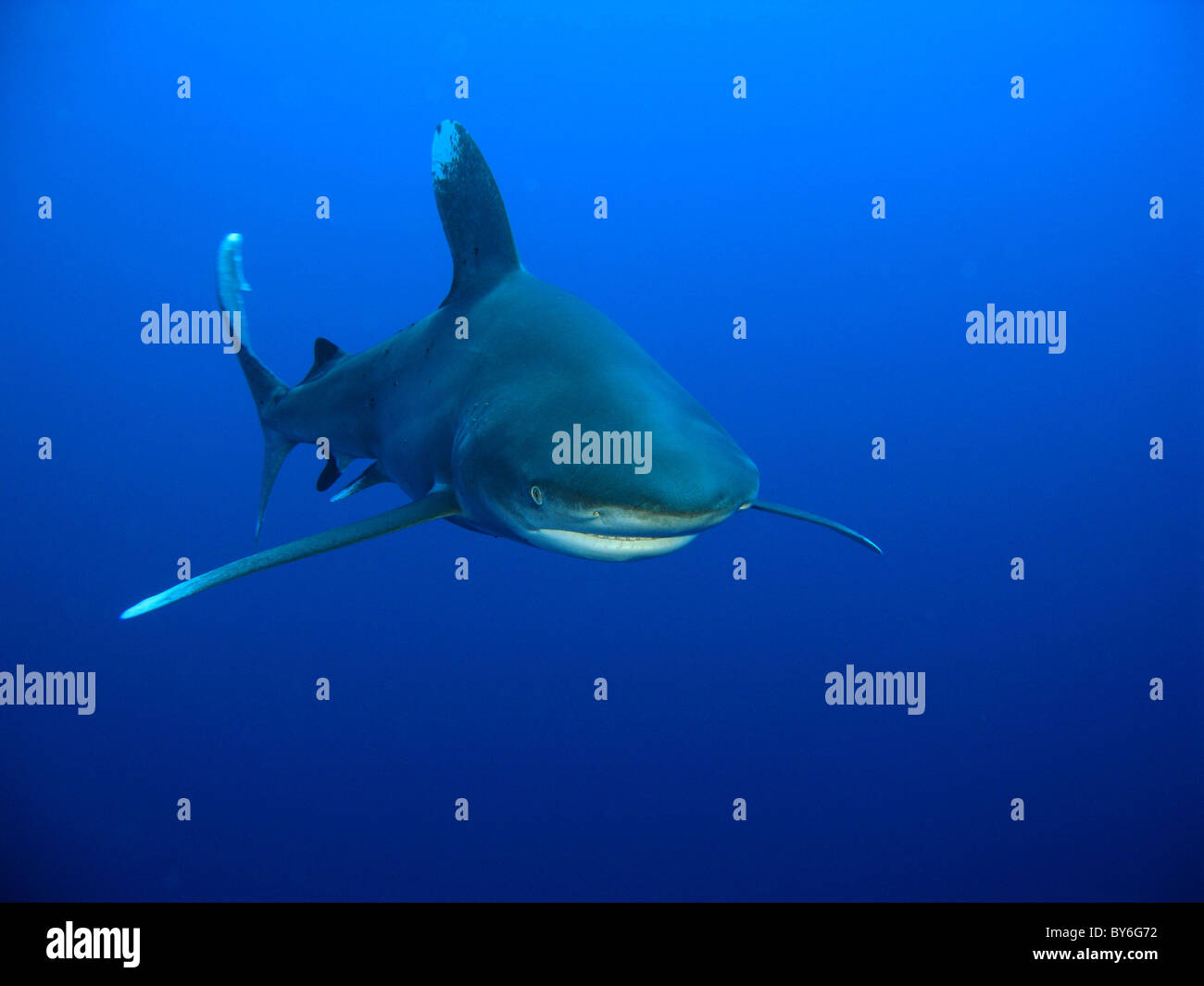 Ozeanische Weißspitzen Hai (Carcharhinus Longimanus) Stockfoto