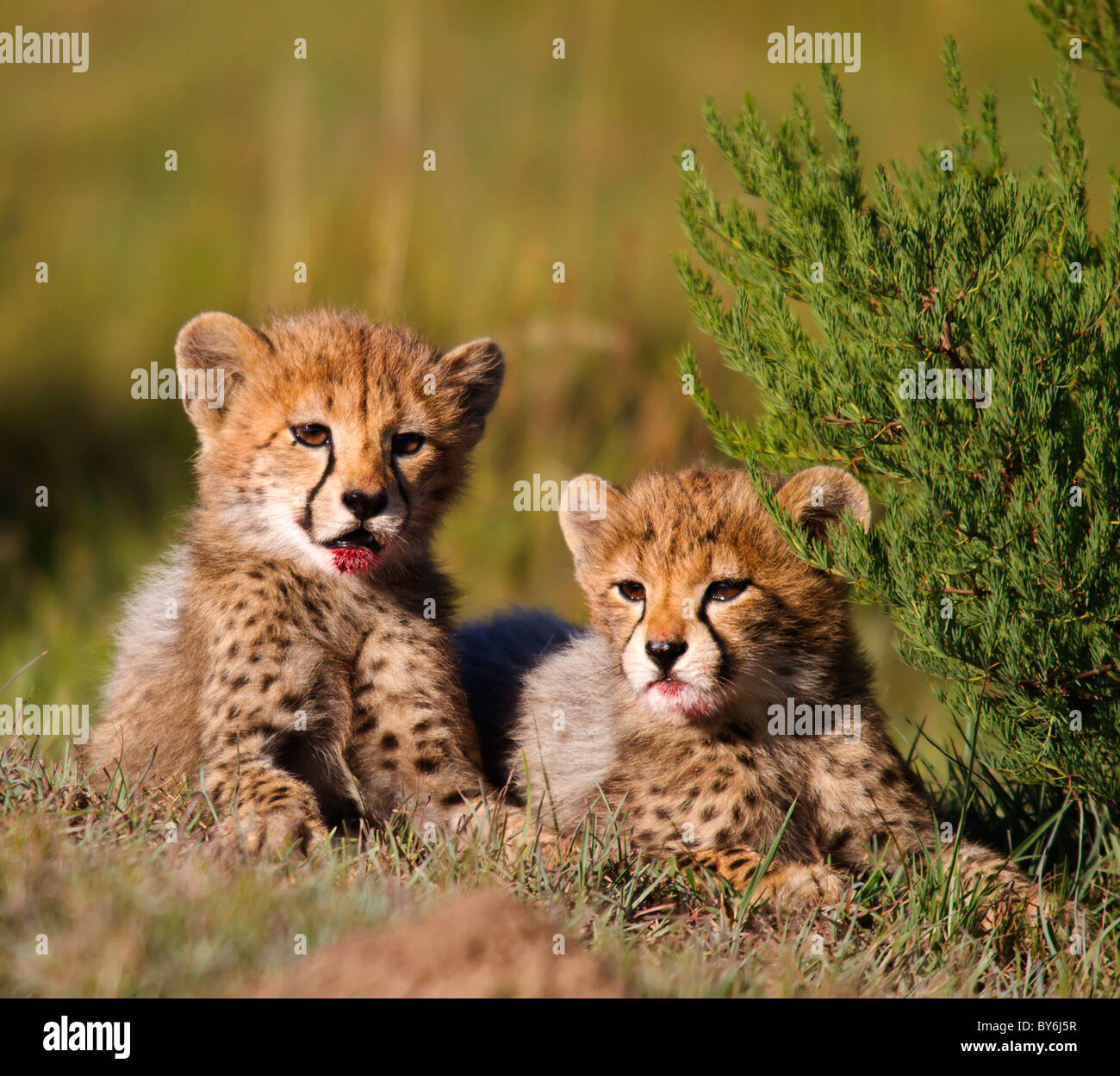 Gepard-jungen Stockfoto