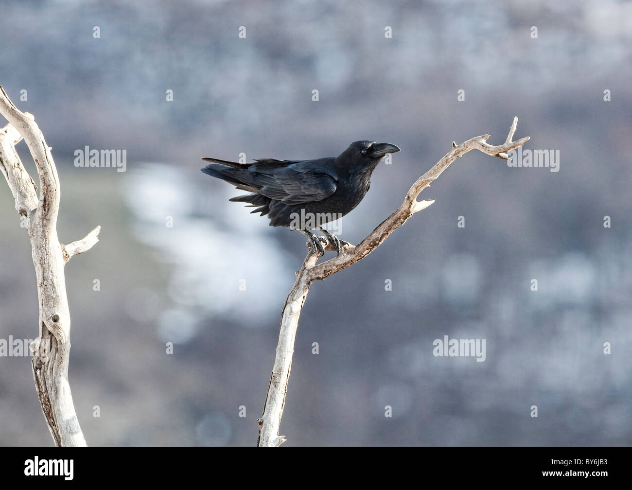 Raven (Corvus Corax) hocken auf einem Ast Stockfoto