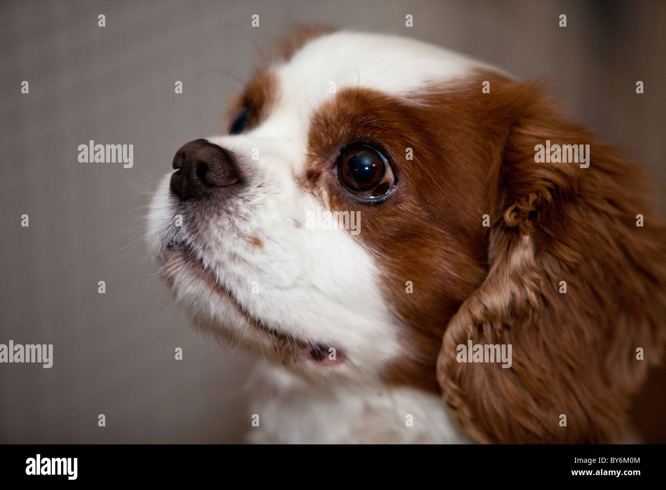 Ein Cavalier King Charles Spaniel befasst sich mit seiner Umgebung. Stockfoto