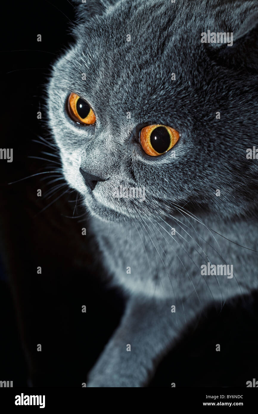 Porträt des grauen britische Katze hautnah Stockfoto