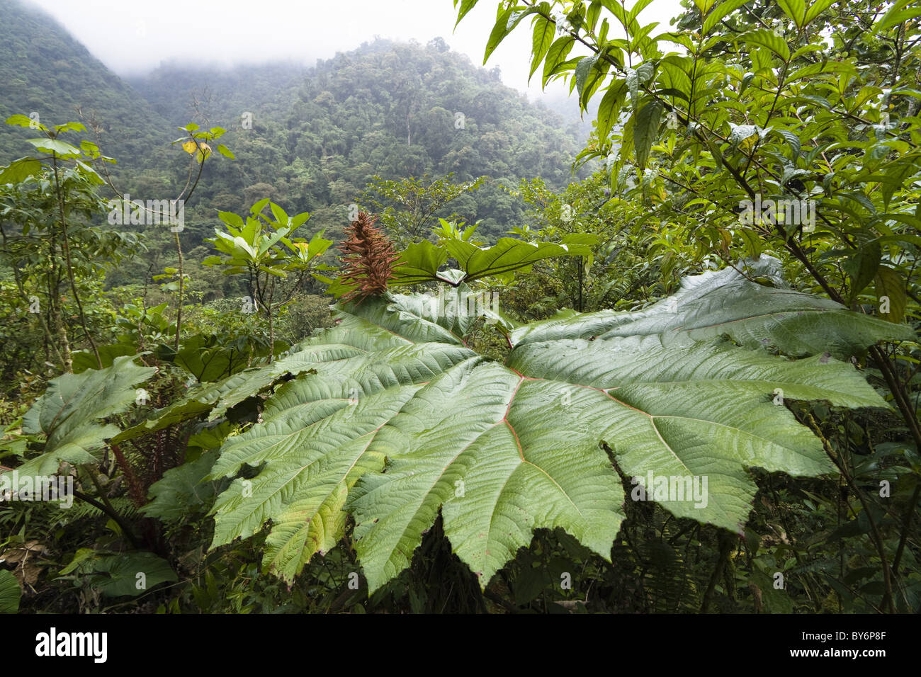 Gunnera im bergigen Regenwald Tapanti Nationalpark Gunnera Insignis, Costa Rica Stockfoto