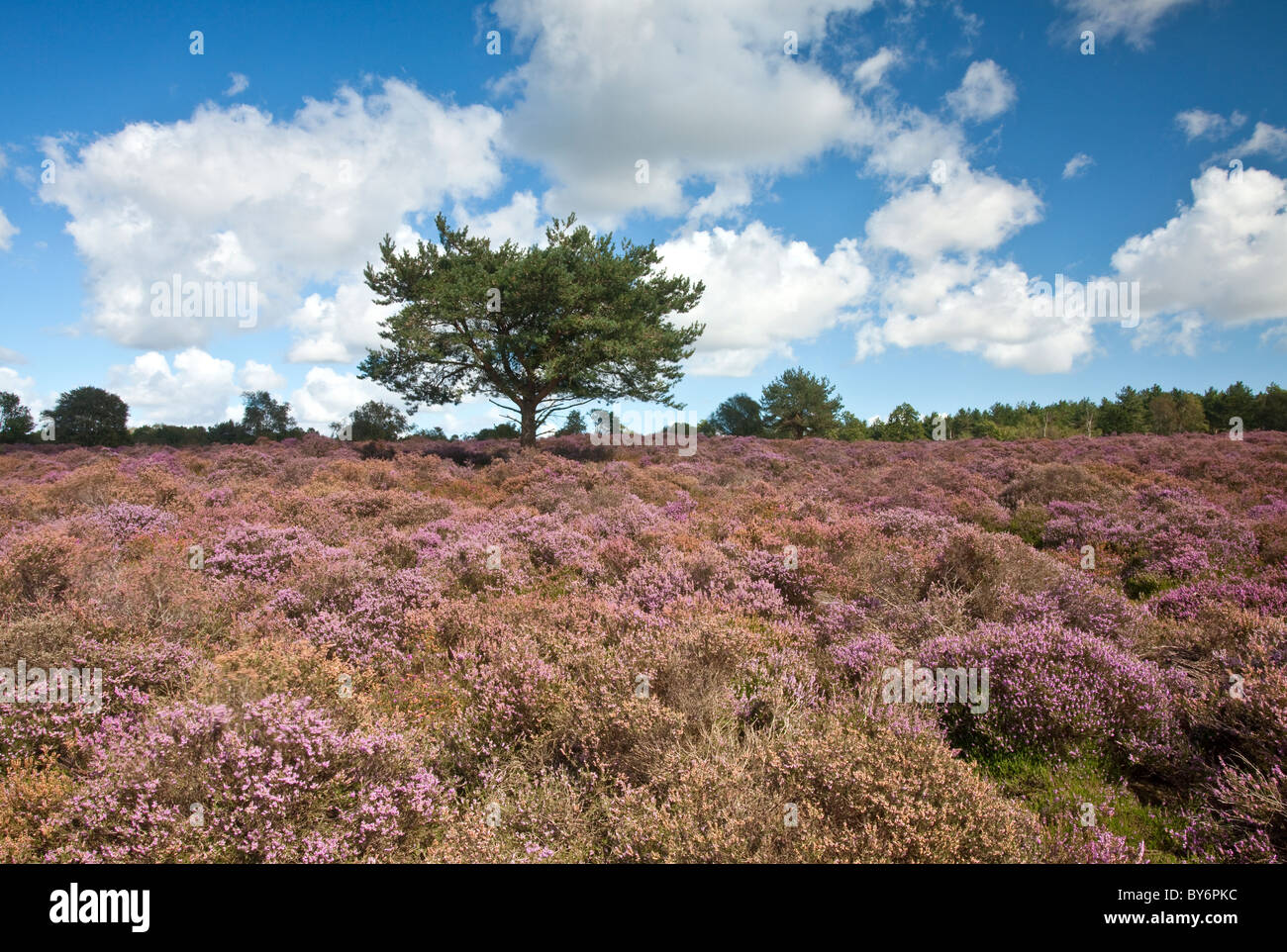 Heather in voller Blüte an einem Sommertag am Westleton Heath in der Nähe von Duncwich, Suffolk. Stockfoto