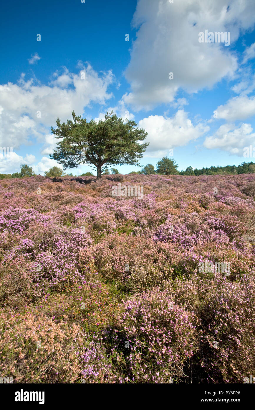 Heather in voller Blüte an einem Sommertag am Westleton Heath in der Nähe von Duncwich, Suffolk. Stockfoto