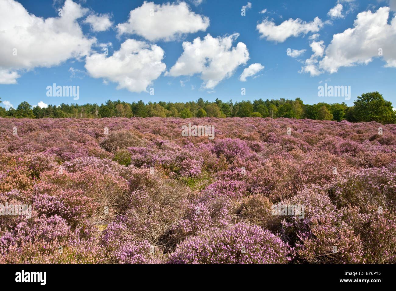 Heather in voller Blüte an einem Sommertag am Westleton Heath in der Nähe von Duncwich, Suffolk. Stockfoto