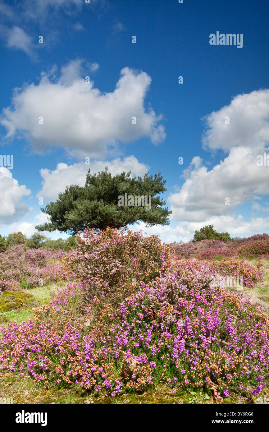 Heather in voller Blüte an einem Sommertag am Westleton Heath in der Nähe von Duncwich, Suffolk. Stockfoto