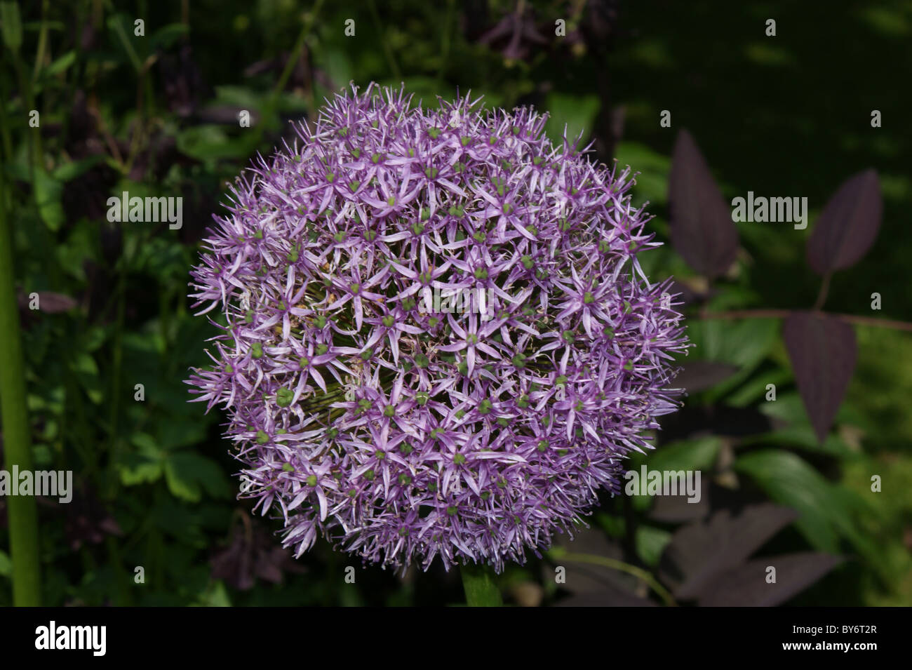 Allium "Gladiator" Stockfoto