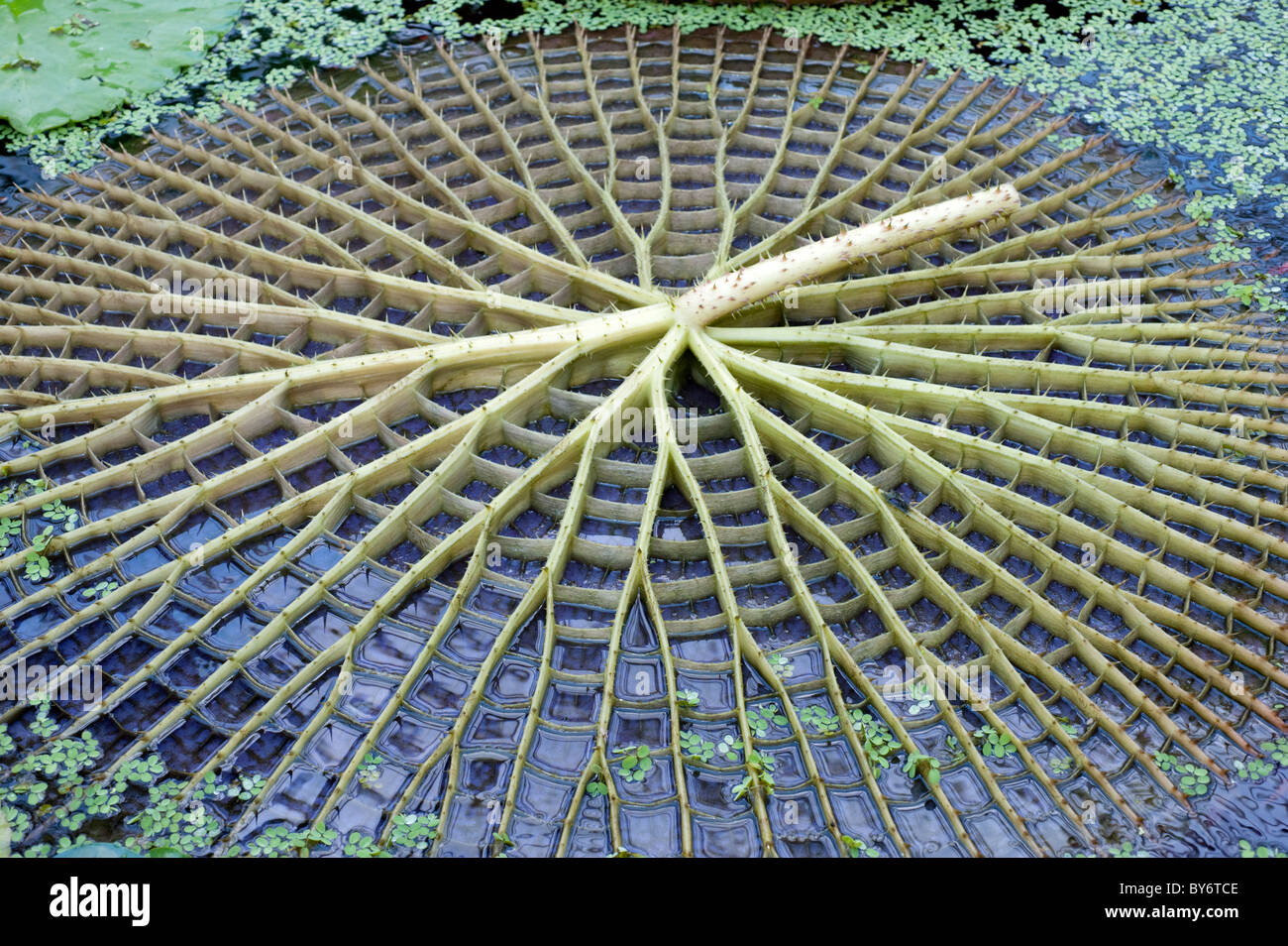 Riesige Seerose Blatt, Victoria Amazonica, auf den Kopf gestellt. Stockfoto